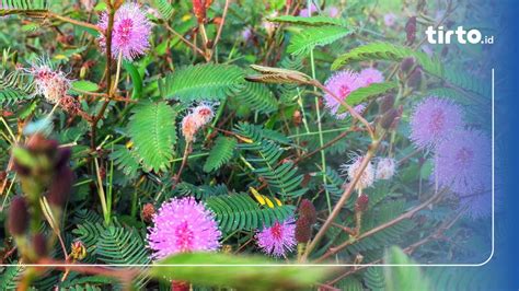 Manfaat Daun Putri Malu Mimosa Pudica Dan Khasiatnya