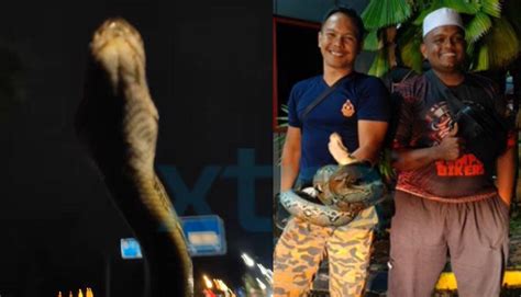 Suami Isteri Tenang Kawal Situasi Tegang Tatkala Ular Sawa Tumpang Kereta Hot FM