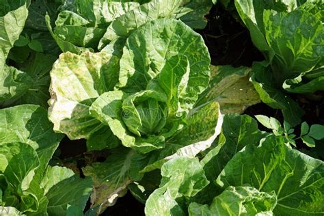 Plant Disease Symptop Of Downy Mildew Disease On Chinese Cabbage Leaf