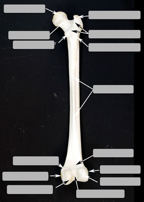 Femur Posterior Lower Extremity Diagram Quizlet