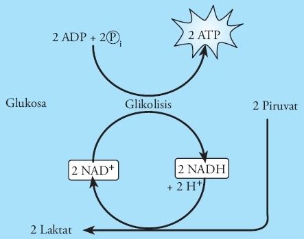Skema Fermentasi Asam Laktat