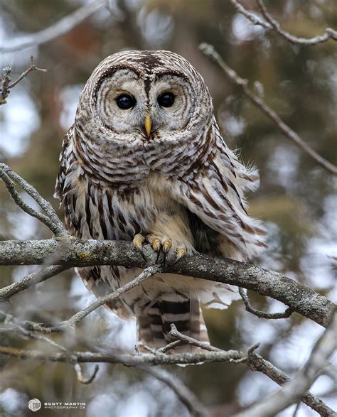 Barred Owl | Scott Martin Photography