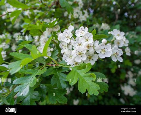 hawthorn crataegus monogyna  tree whitethorn quickthorn  res stock