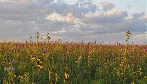 Orland Grassland - Forest Preserves of Cook County