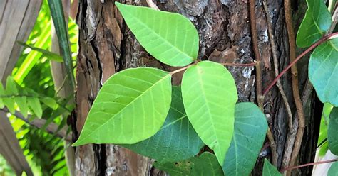 How to Identify Poison Ivy and Treatments - Dr. Maral Skelsey