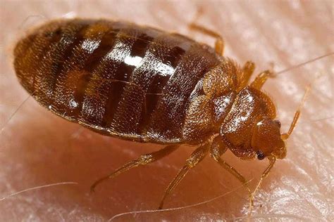 Bed Bug Rash Phoenix Bed Bug Treatment