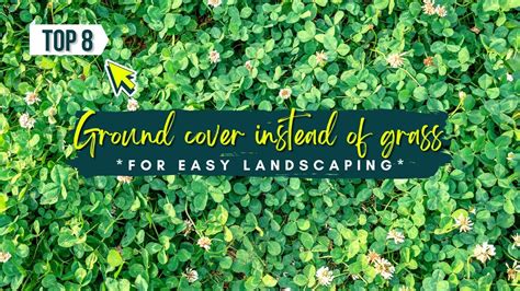 Ground Cover Instead Of Grass For Easy Landscaping 🌼 Youtube