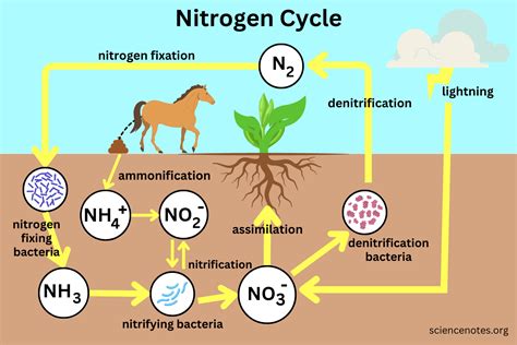 Nitrogen Cycle Nitrogen Cycle Nitrogen Fixation Nitrogen