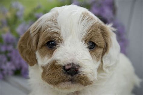 Families are choosing the adult cavapoo over new puppies 5