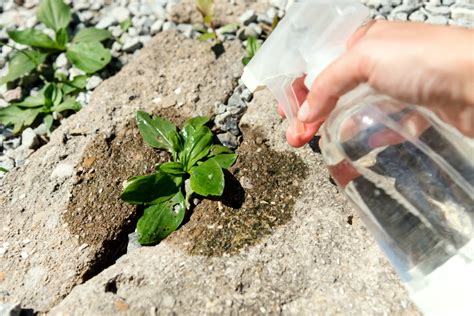 Comment Emp Cher La Repousse Des Mauvaises Herbes Entre Les Dalles