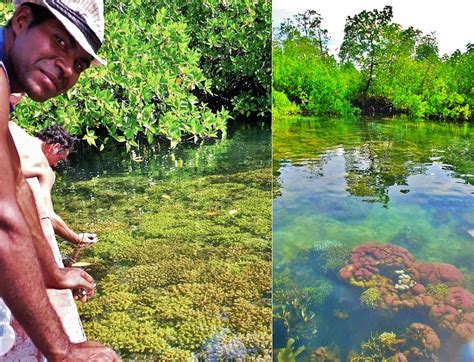 Les îles Raja Ampat en Papouasie occidentale Globe Trotting Blog