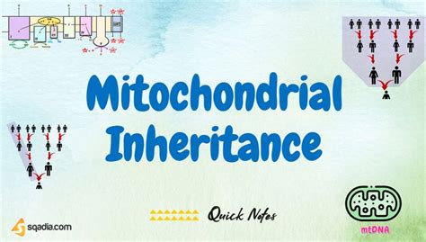 Mitochondrial Inheritance