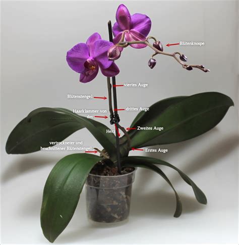 Pflege Von Phalaenopsis Orchideen Boden Feuchtigkeit Schnitt Und