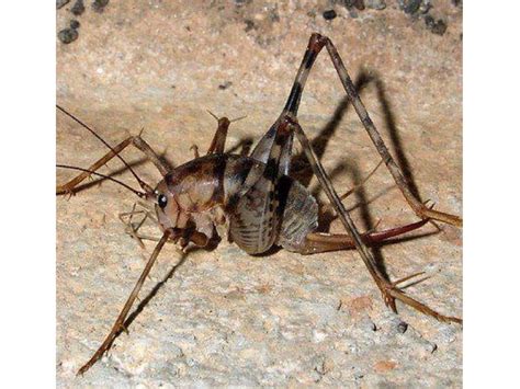 20 Awesome Basement Crickets Basement Tips