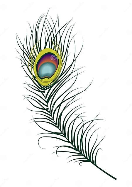 Peacock Feather Stock Vector Illustration Of Abstract 22997415