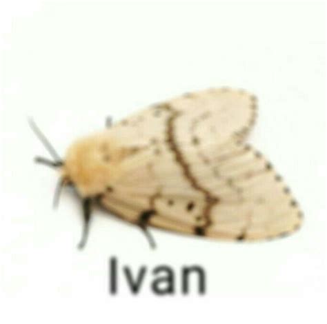 Ivan the Moth