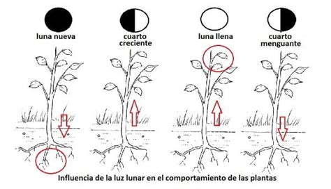 Cuándo sembrar según la luna Guía de jardinería lunar