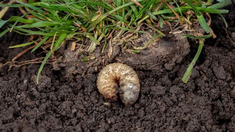 The All Natural Tip That Can Help Solve Your Lawn S Grub Worm Problem