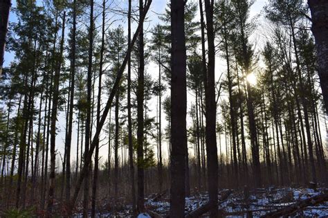 Tree Growth Tax Law — Maine Woodland Owners