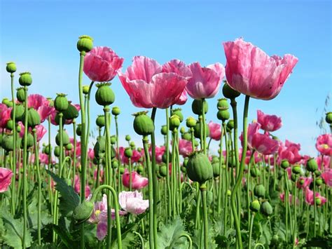 100+ Free Opium & Opium Poppy Images - Pixabay