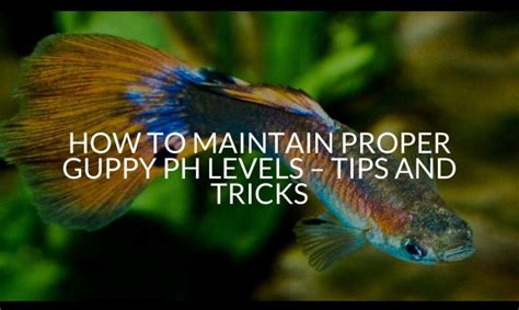 Guppy Fin Rot Causes Symptoms Treatment Prevention Betta Care