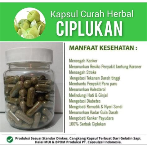 Jual CIPLUKAN 100 Kapsul Kemasan BOTOL Curah Herbal Diabetes Hati