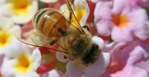 Wild Bee Population Decline Catastrophically Threatens U S Agriculture