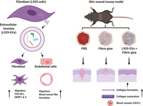 Fibroblast Derived Extracellular Vesicles Effectively Induce Wound