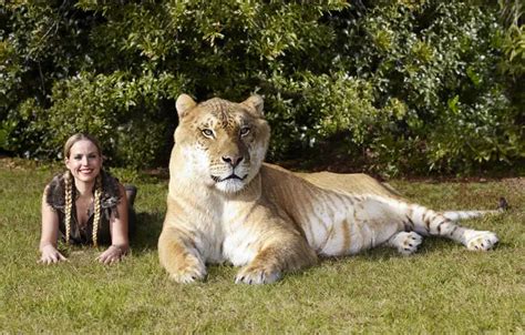 Largest living cat | Guinness World Records