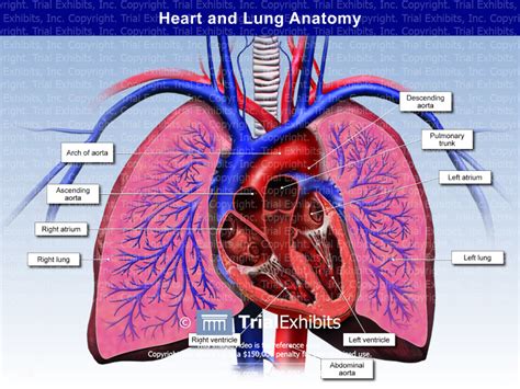 Heart and Lung Anatomy - TrialQuest Inc.