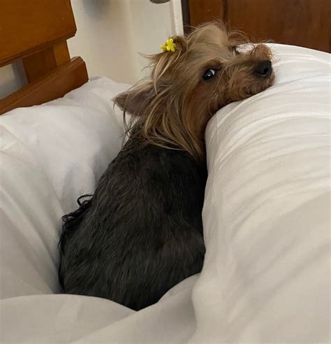 sharpest side eye : r/Yorkies