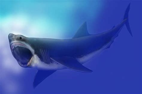 Benarkah Megalodon Yang Merupakan Hiu Purba Raksasa Masih Hidup Bobo