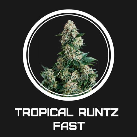 Tropical Runtz Fast – Strong Seeds