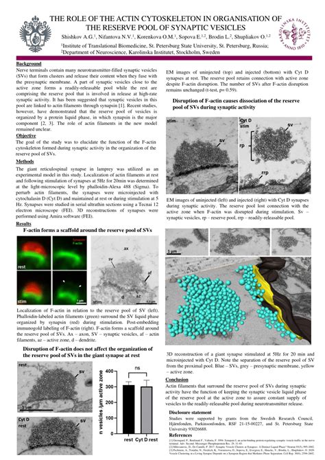 Pdf The Role Of The Actin Cytoskeleton In Organisation Of The Reserve