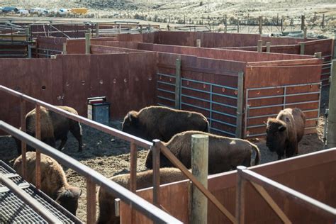 Hundreds Of Wild Bison Are Being Rounded Up And Slaughtered Again