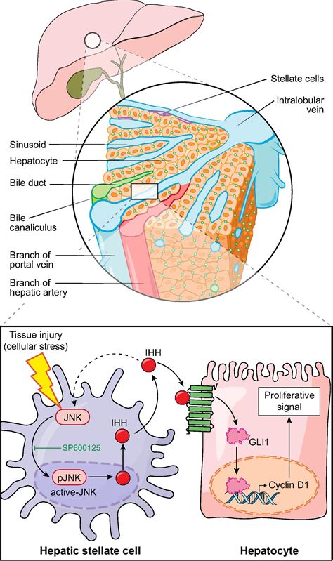 Feeding The Hedgehog A New Meaning For Jnk Signalling In Liver