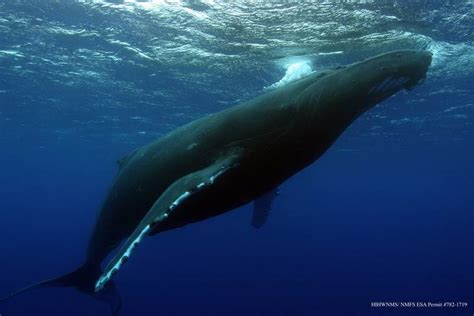 First Humpback Whale Of Season Spotted Off Kauai West Hawaii Today