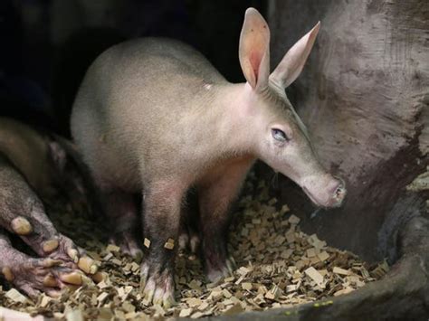 What Do You Think Of This Baby Aardvarks Name