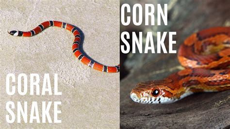 Coral Snake Vs Corn Snake A Venomous Showdown Wildchapter