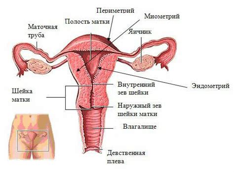 La fécondité et l ovulation chez les femmes quelle est la différence