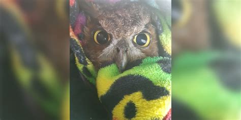 Woman Spots Injured Great Horned Owl And Knows She Has To Help The Dodo