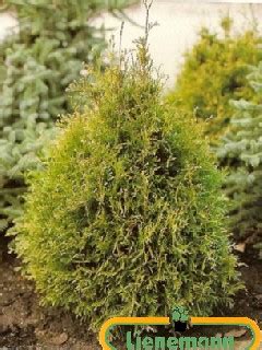 Thuja Occidentalis Stolwijk Baumschule Lienemann