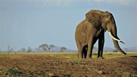 La Poblaci N De Elefantes Africanos Cae Un En Solo A Os