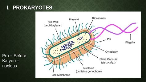 1 2 Ultrastructure Of Cells Essential Idea Eukaryotes