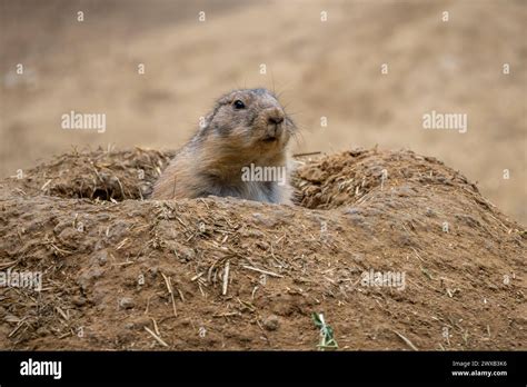 Black Tailed Prairie Dog Cynomys Ludovicianus Beautiful Large Ground