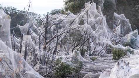 Horrifying spider webs smother entire Australian region after floods