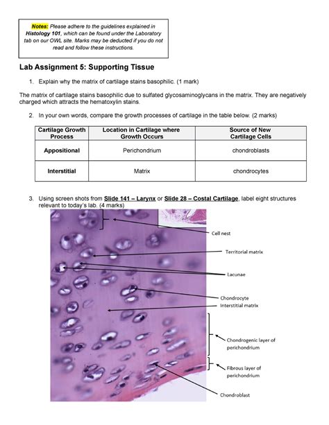 Lab Assignment 5 Supporting Tissue Notes Please Adhere To The