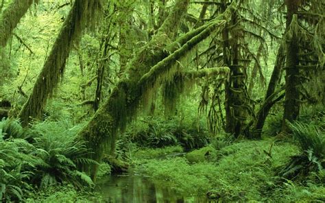 Verdi sensazioni di una foresta | Immagini e Sfondi per Ogni Momento