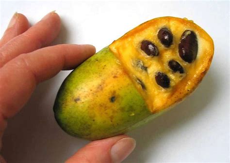 The Hidden Wonders Of The Pawpaw Ohios Beloved State Native Fruit