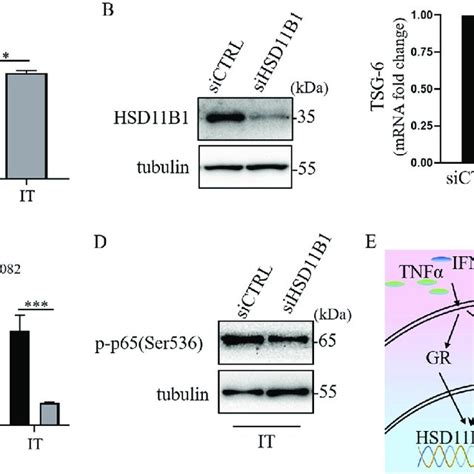 Hsd B Mediated The Expression Of Tsg Induced By Ifn And Tnf Via